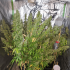 Auto CBD Victory de Dutch Passion - Semillas feminizadas de marihuana, planta de interior.