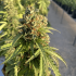 Auto CBD Victory de Dutch Passion - Semillas feminizadas de marihuana, resina.