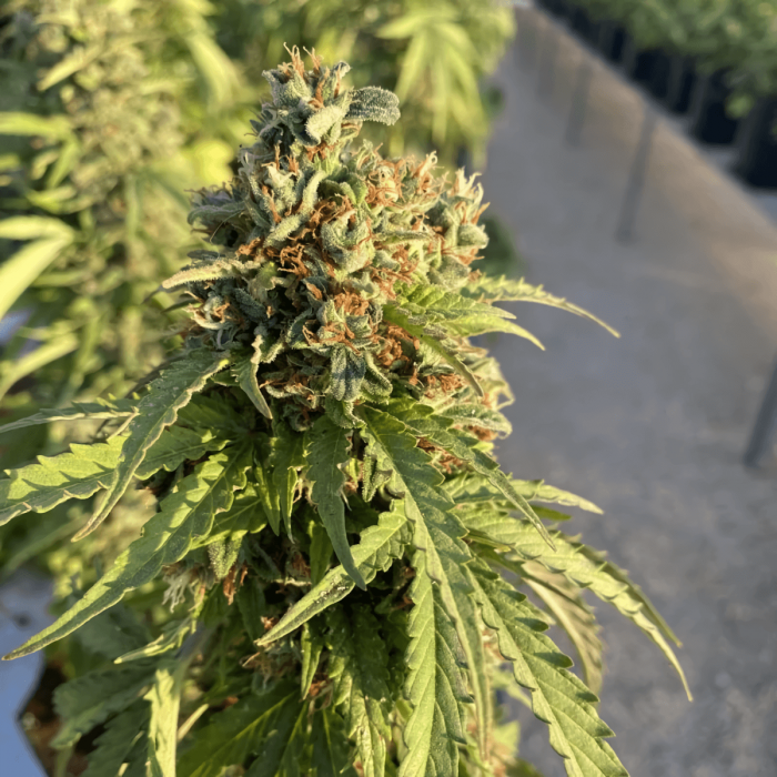 Auto CBD Victory de Dutch Passion - Semillas feminizadas de marihuana, resina.