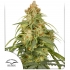 Auto CBD Victory de Dutch Passion - Semillas feminizadas de marihuana, imagen principal.