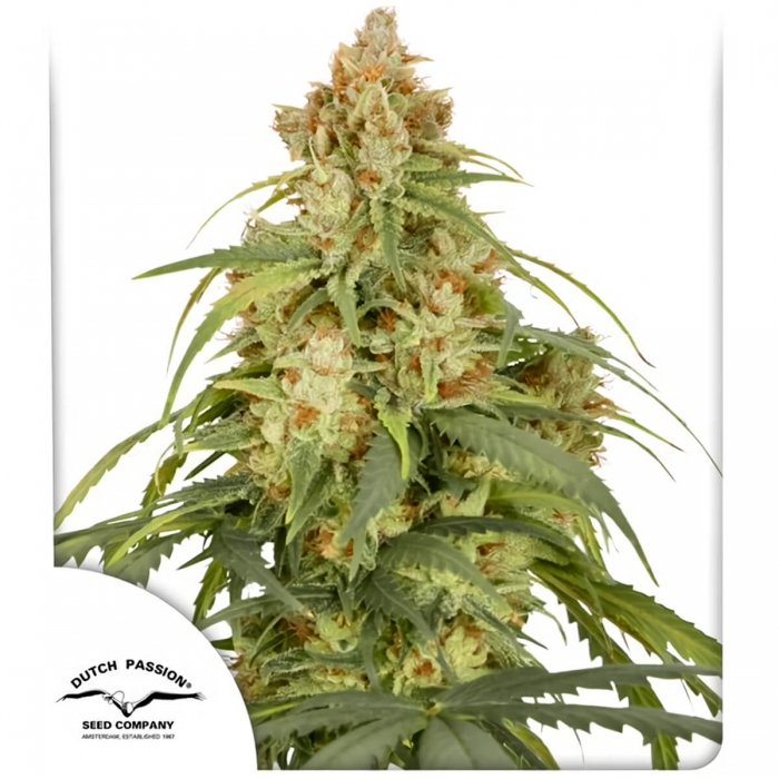 Auto CBD Victory de Dutch Passion - Semillas feminizadas de marihuana, imagen principal.