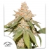 Auto sfv og de Dutch Passion - Semillas feminizadas de marihuana, blister.