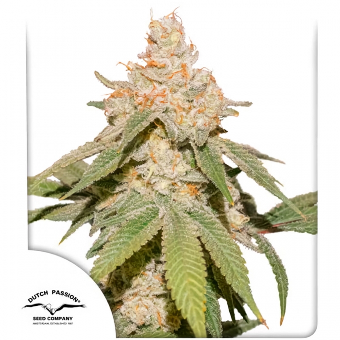Auto sfv og de Dutch Passion - Semillas feminizadas de marihuana, blister.