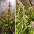 Auto sfv og de Dutch Passion - Semillas feminizadas de marihuana, cultivo de interior.