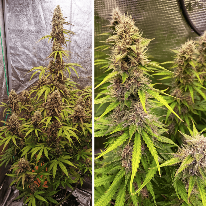 Auto sfv og de Dutch Passion - Semillas feminizadas de marihuana, cultivo de interior.