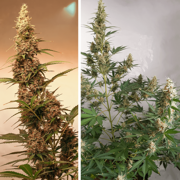 Auto sfv og de Dutch Passion - Semillas feminizadas de marihuana, puntas principales.