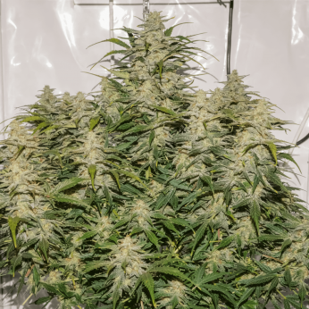 Auto sfv og de Dutch Passion - Semillas feminizadas de marihuana, planta.