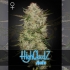 Auto Highcloudz de Green House Seeds- Semillas feminizadas de marihuana, Cogollo grande.