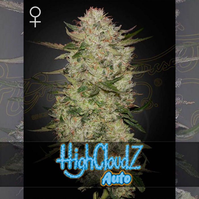 Auto Highcloudz de Green House Seeds- Semillas feminizadas de marihuana, Cogollo grande.