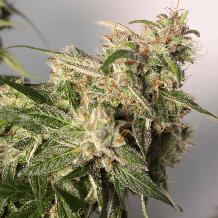 Auto CBD Charlotte's Angel de Dutch Passion - Semillas de marihuana autofloreciente, cogollo grande.