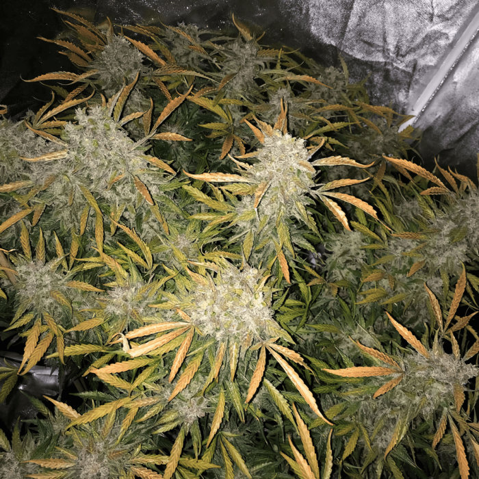 Auto CBD Charlotte's Angel de Dutch Passion - Semillas de marihuana autofloreciente, cultivo de interior.