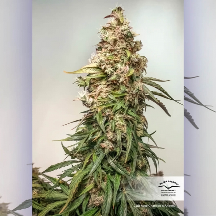 Auto CBD Charlotte's Angel de Dutch Passion - Semillas de marihuana autofloreciente y medicinal.