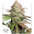 Auto CBD Charlotte's Angel de Dutch Passion - Semillas de marihuana autofloreciente, blister.