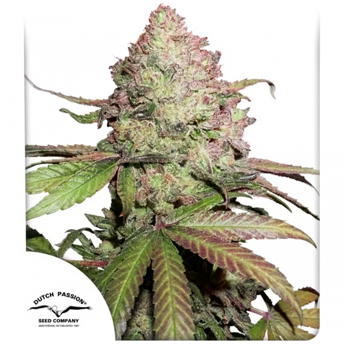 Auto CBD Charlotte's Angel de Dutch Passion - Semillas de marihuana autofloreciente, blister.