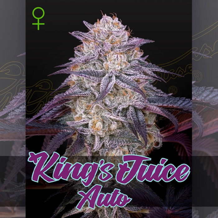 Semillas de marihuana feminizadas autoflorecientes Auto King's Juice de Green House Seeds, cogollo.