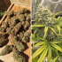 Auto Banana Blaze Dutch Passion - Semillas de marihuana autoflorecientes, cogollos.