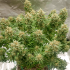 Auto Banana Blaze Dutch Passion - Semillas de marihuana autoflorecientes, planta de interior.