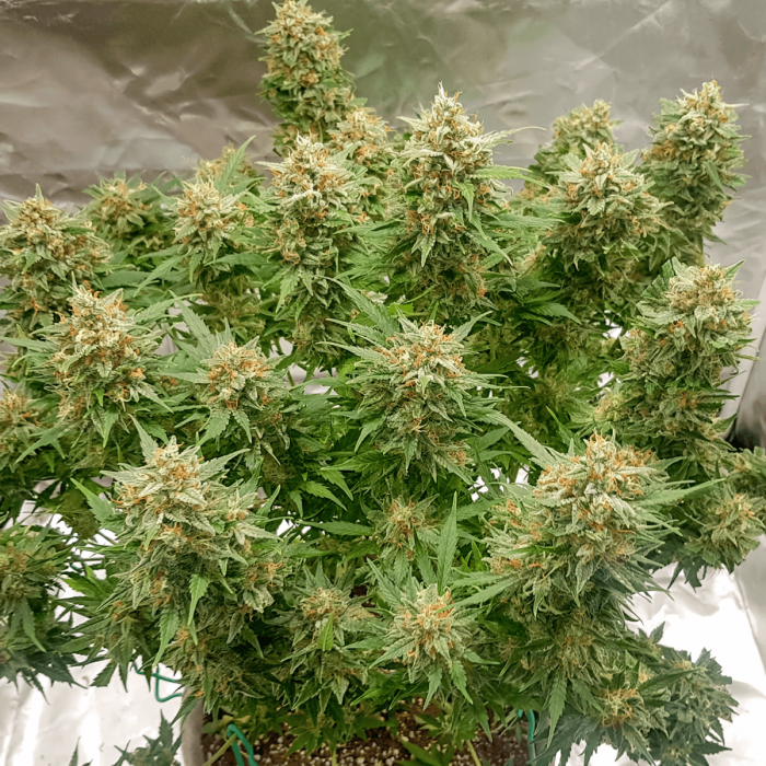 Auto Banana Blaze Dutch Passion - Semillas de marihuana autoflorecientes, planta de interior.