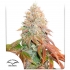 Auto Banana Blaze Dutch Passion - Semillas de marihuana autoflorecientes, blister.