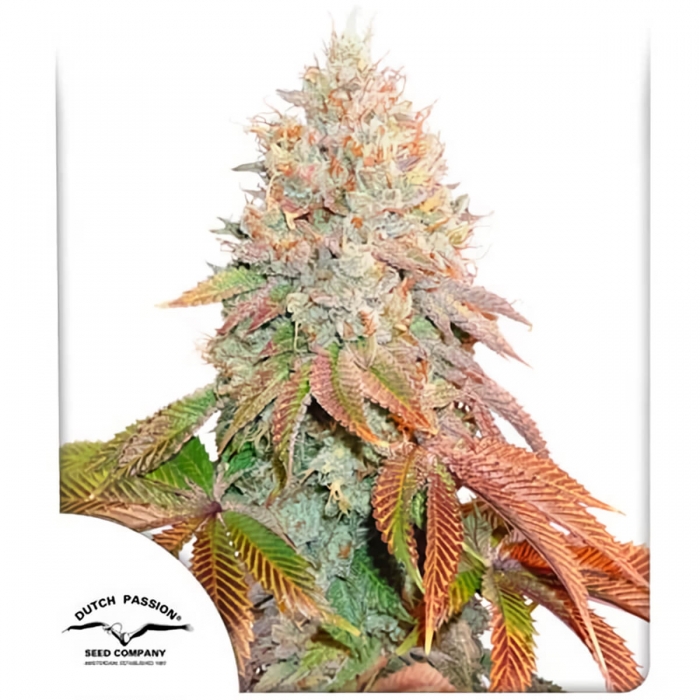 Auto Banana Blaze Dutch Passion - Semillas de marihuana autoflorecientes, blister.