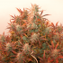 Auto Banana Blaze Dutch Passion - Semillas de marihuana autoflorecientes, planta morada.