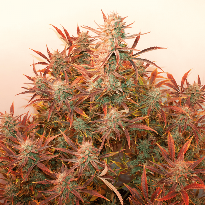 Auto Banana Blaze Dutch Passion - Semillas de marihuana autoflorecientes, planta morada.