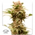 Semillas de marihuana feminizadas autoflorecientes Auto CBG Force de Dutch Passion, blister.