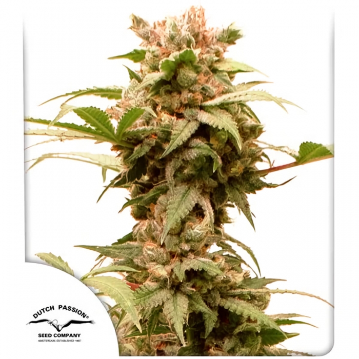 Semillas de marihuana feminizadas autoflorecientes Auto CBG Force de Dutch Passion, blister.