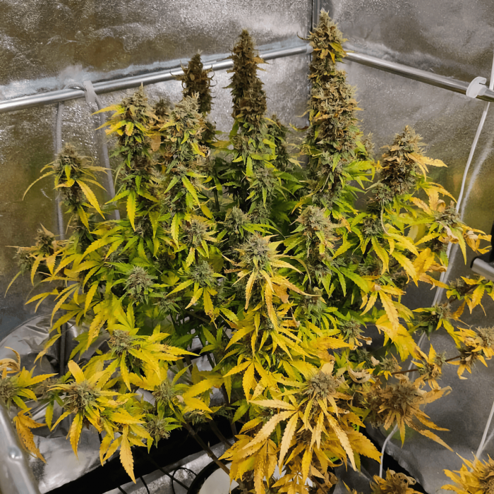 Semillas de marihuana feminizadas autoflorecientes Auto CBG Force de Dutch Passion, cultivo de interior.