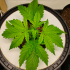 Semillas de marihuana feminizadas autoflorecientes Auto CBG Force de Dutch Passion, planta en crecimiento.