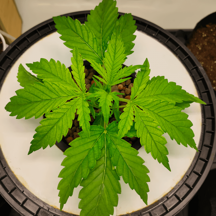 Semillas de marihuana feminizadas autoflorecientes Auto CBG Force de Dutch Passion, planta en crecimiento.