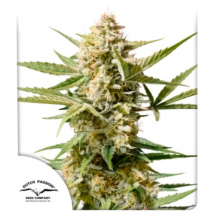 Auto Cindirella Jack de Dutch Passion - Semillas de marihuana autofloreciente, blister.