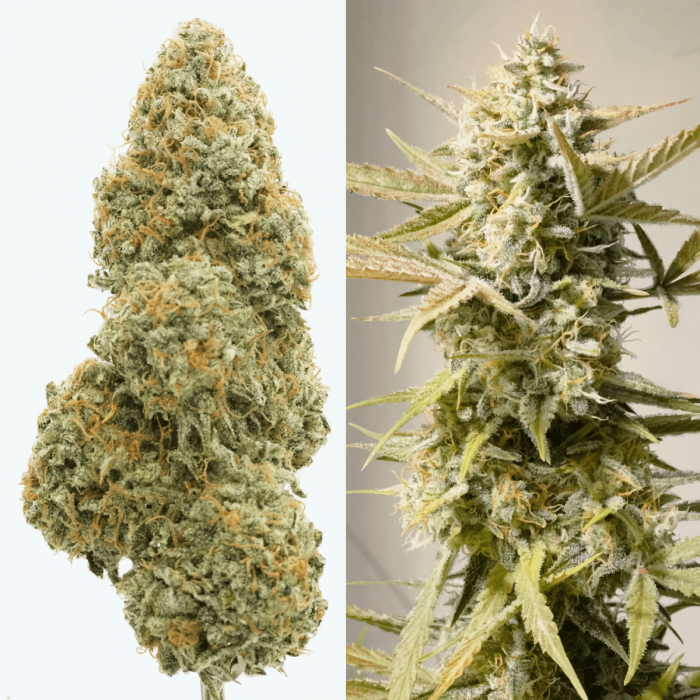 Auto Cindirella Jack de Dutch Passion - Semillas de marihuana autofloreciente, puntas principales.