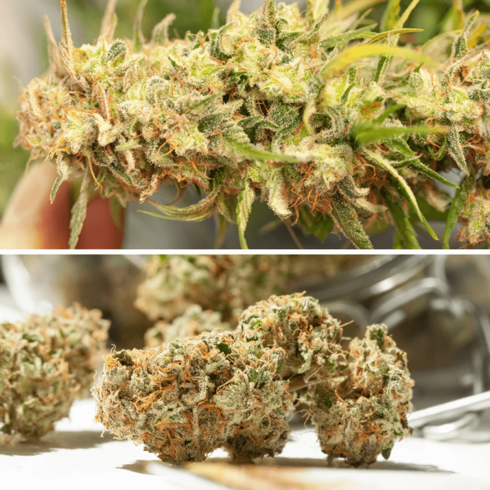 Auto Cindirella Jack de Dutch Passion - Semillas de marihuana autofloreciente, cogollos.