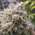 Auto Cindirella Jack de Dutch Passion - Semillas de marihuana autofloreciente, cogollo resinoso.