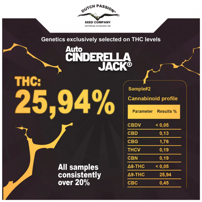 Auto Cindirella Jack de Dutch Passion - Semillas de marihuana autofloreciente, características.