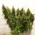 Semillas de marihuana feminizadas autoflorecientes Auto Critical Orange Punch de Dutch Passion, planta de interior.