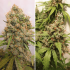 Semillas de marihuana feminizadas autoflorecientes Auto Critical Orange Punch de Dutch Passion, puntas principales.