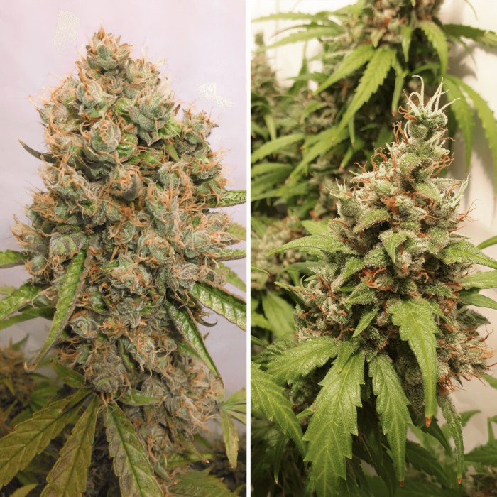 Semillas de marihuana feminizadas autoflorecientes Auto Critical Orange Punch de Dutch Passion, puntas principales.