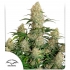 AUTO CRITICAL ORANGE PUNCH (Dutch Passion Seeds)