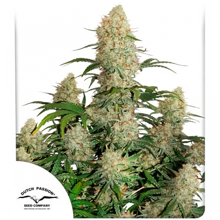 Semillas de marihuana feminizadas autoflorecientes Auto Critical Orange Punch de Dutch Passion, blister.