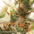Semillas de marihuana feminizadas autoflorecientes Auto Critical Orange Punch de Dutch Passion, resina.