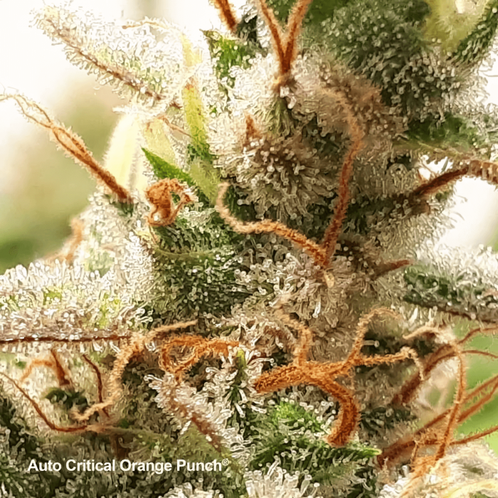 Semillas de marihuana feminizadas autoflorecientes Auto Critical Orange Punch de Dutch Passion, resina.