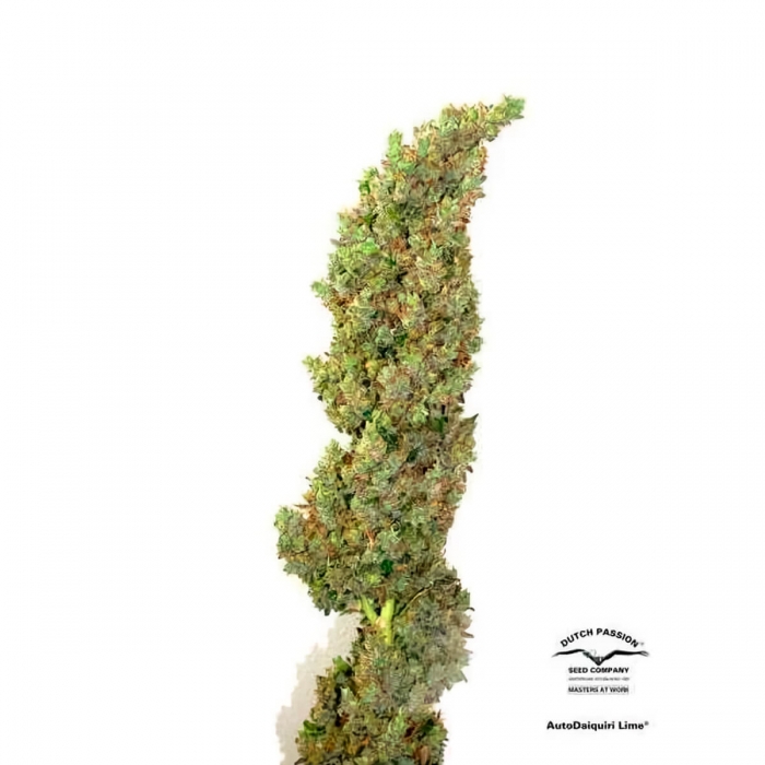 Auto Daiquiri Lime (Dutch Passion) - Semillas de marihuana autoflorecientes, punta principal.