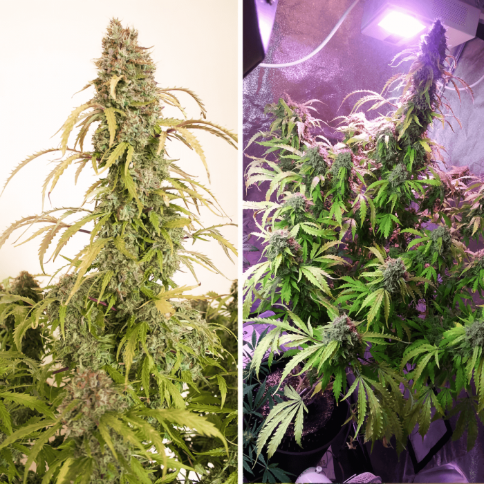 Auto Daiquiri Lime (Dutch Passion) - Semillas de marihuana autoflorecientes, cultivo de interior.