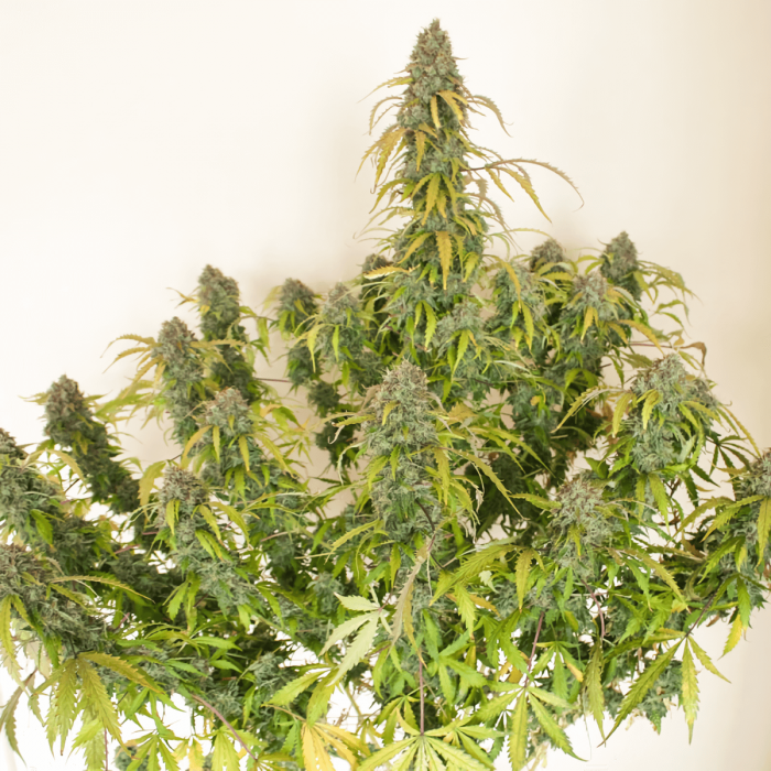 Auto Daiquiri Lime (Dutch Passion) - Semillas de marihuana autoflorecientes, planta.