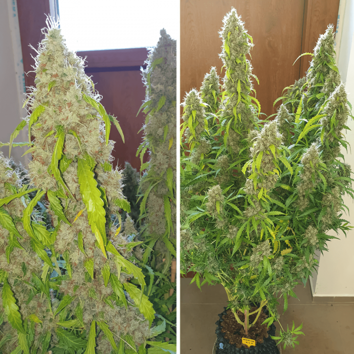 Auto Daiquiri Lime (Dutch Passion) - Semillas de marihuana autoflorecientes, puntas.