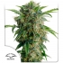 Auto Daiquiri Lime (Dutch Passion) - Semillas de marihuana autoflorecientes, blister.