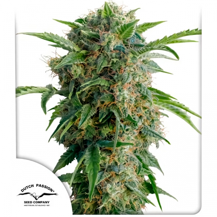 Auto Daiquiri Lime (Dutch Passion) - Semillas de marihuana autoflorecientes, blister.