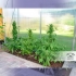 Auto Duck de Dutch Passion - Semillas de marihuana autofloreciente, plantas.